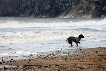 dog playing on a beach