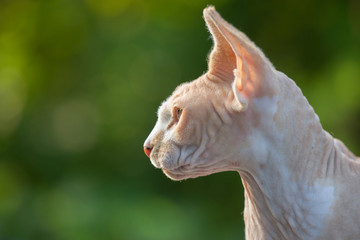 Sphynx cat  portrait, outdoors against green background.