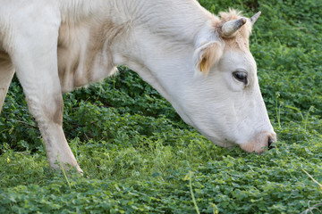 La mucca al pascolo