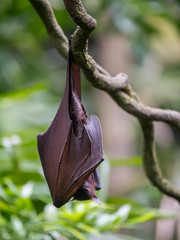 Cute male bat hanging upside down and closes the wing on a branch on a background of green leaves (Singapore)