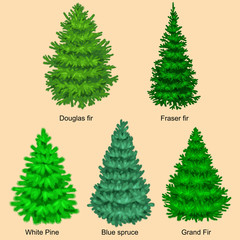 Set of christmas vector tree like fir or pine Blue spruce for New year celebration without holiday decoration, evergreen xmas plants