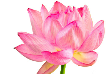 The lotus flower.The shooting place is Shinobazunoike in Ueno Park in Ueno, Taito-ku, Tokyo Japan.
