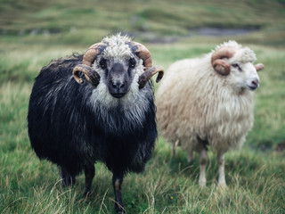 Faroes sheep