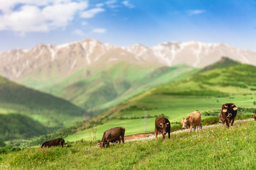 Fototapeta na wymiar Herd of cows grazing on green meadow in mountains of Armenia