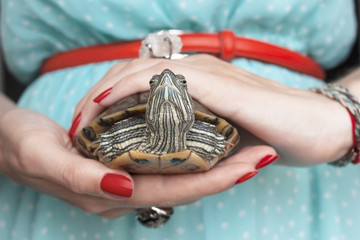 Obraz premium Trachemys scripta. Freshwater red eared turtle in woman hands