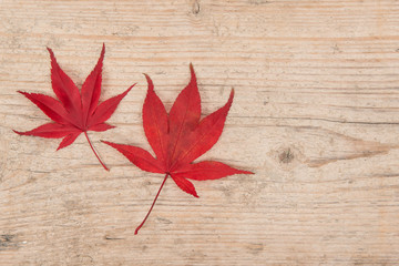 Two red maple leaves on a white washed scaffolding wooden planks