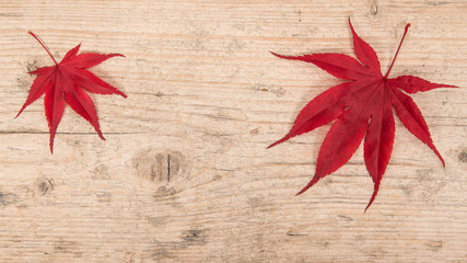 Two red maple leaves at the left and right corner on a white washed scaffolding wooden planks