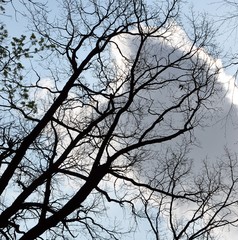tree branches on sky background