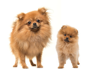 Adult and puppy pomeranian dogs standing facing the camera on a white background