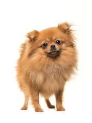 Pomeranian mini spitz dog standing facing the camera isolated on a white background