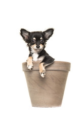 Cute black and white chihuahua puppy in a brown flower pot isolated on a white background