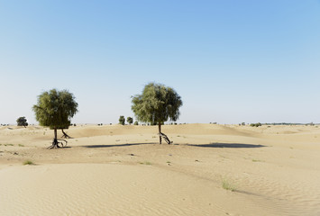 Trees in Sand Desert