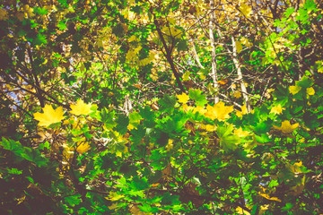 Fall Maple Leaves on Branches Retro