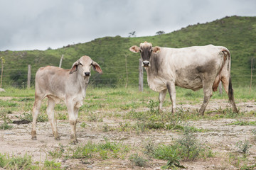 emale and young south american cows in the field facing the camera