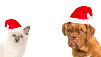 Cute bordeaux dog and rag doll baby cat portrait wearing santa's hat facing the camera on a white background