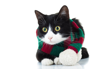 cat wearing knitted red and green scarf looks to side