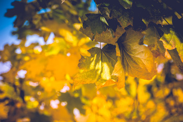 Fall Maple Leaves on Branches Retro