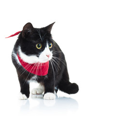 side view of a cute cat standing