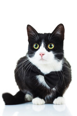 elegant black and white cat wearing bowtie