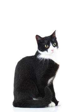 side view of a black and white cat sitting