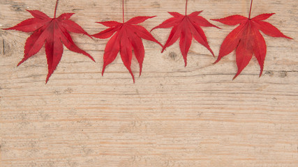 Row of four red maple leaves on the top of a white washed scaffolding wooden planks background