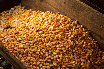 chicchi di mais 