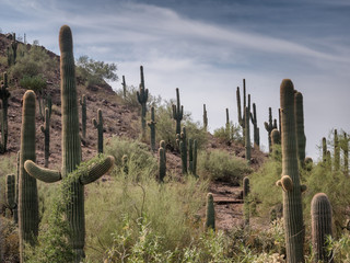 Saguaro cactee in a high desert, Arizona