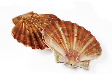 coquille saint-jacques 13112016 © ALF photo