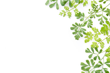 frame of green herbs in white background