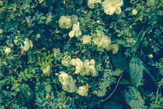 Summer White Roses Retro