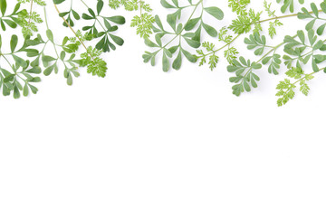 frame of green herbs in white background - obrazy, fototapety, plakaty