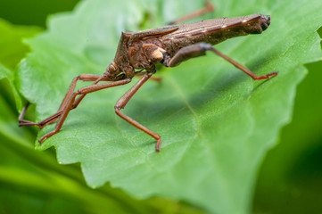 Leaf-footed Bug (Anoplocnemis sp., Coreidae) on a leaf