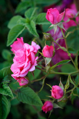 Pink climbing roses in a garden