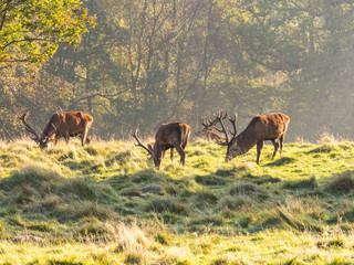 Group of red deer stags grazing at Tatton Park, Knutsford, Cheshire, UK