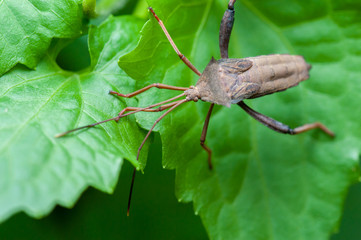 Leaf-footed Bug (Anoplocnemis sp., Coreidae) on a leaf