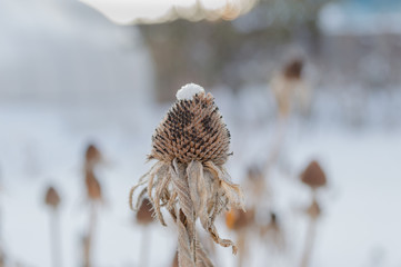WITHERED FLOWERS IN WINTER