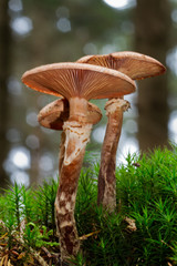 Freckled Dapperling mushrooms (Lepiota aspera) in Hair moss