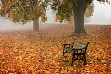 Autumn Misty Morning