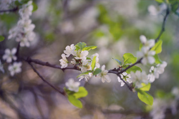 blooming Apple trees 