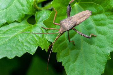 Leaf-footed Bug (Anoplocnemis sp., Coreidae) on a leaf