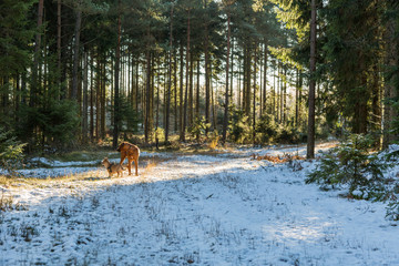 Liten och stor hund på snötäckt skogsväg