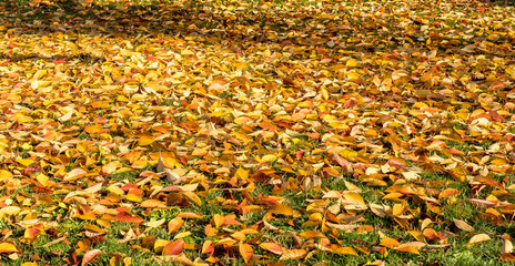 Herbstland- Herbstlaub