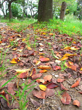 サクラの落ち葉のある公園風景