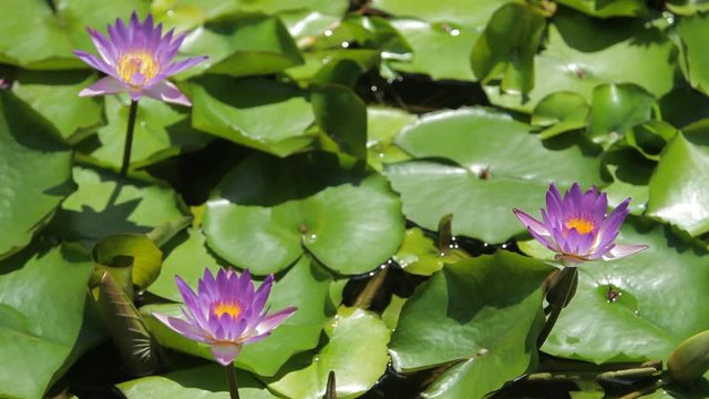CU LD Purple Water Lilies in Pond