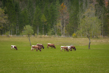 Cattle on pasture in autumn colors; Logarska dolina, Slovenia, European Alps