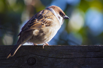 Thoughtful sparrow