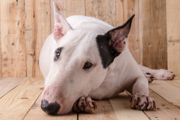 English bull Terrier shooting portrait on wooden floor and backg