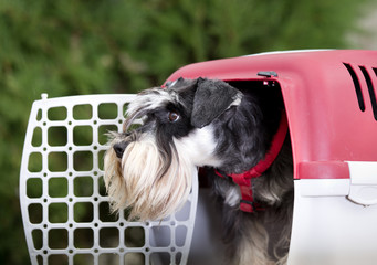 Dog in plastic carrier