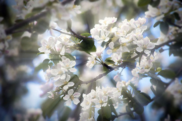 Obraz premium apple blossom