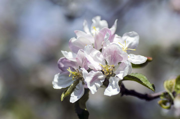 apple blossom